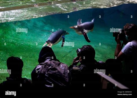 Photographers Take Photos Of Gentoo Penguin As They Swim In Their