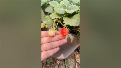 ছাদবাগানে Strawberry চাষ 🍓 Food Youtubeshorts Youtube