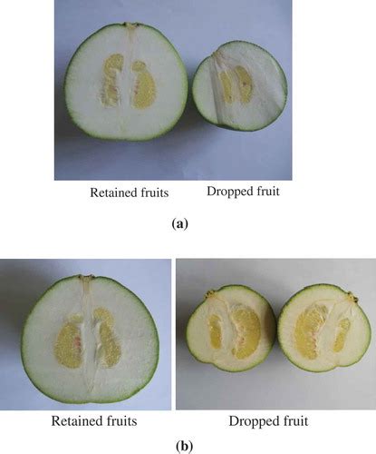 Full Article Fruit Growth Fruit Carbohydrate Concentration And Fruit