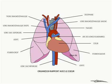 Organes En Rapport Avec Le Coeur Fiches Ide Syst Mes Du Corps