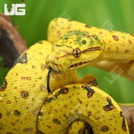 Yearling Biak Green Tree Python Morelia Viridis For Sale