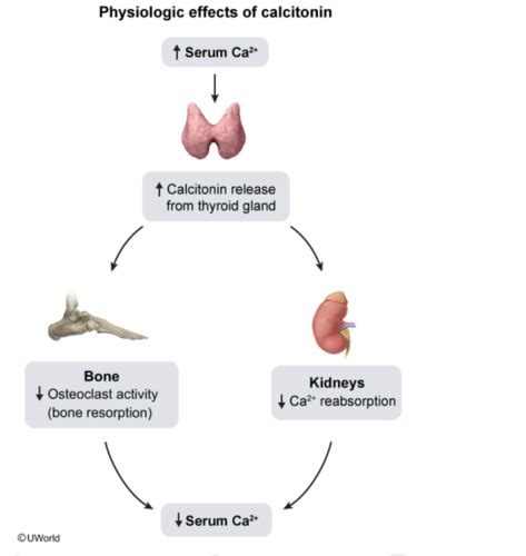 Endocrinology Exam Flashcards Quizlet