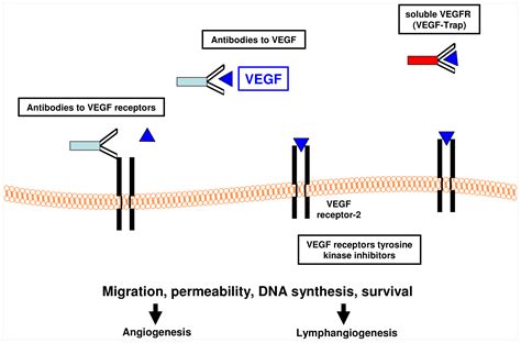 Ijms Free Full Text Biomarkers In Tumor Angiogenesis And Anti