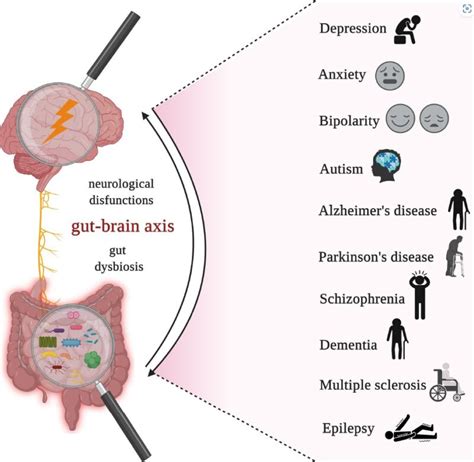 Gut Microbiota And Brain