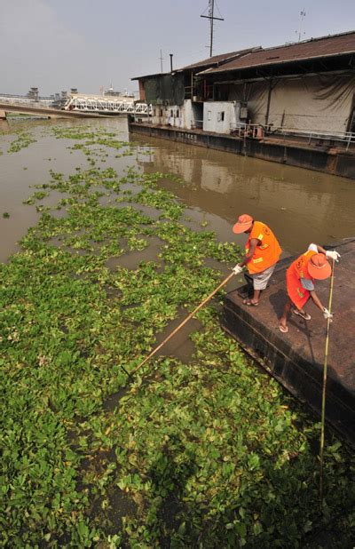 Wuhan Battles Flood Causing Hyacinth Chinadaily Cn