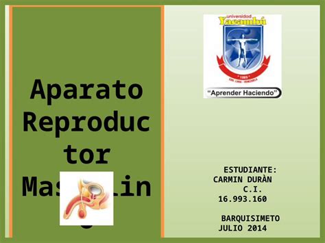 Pptx Aparato Reproductor Maasculino Pdfslide Net