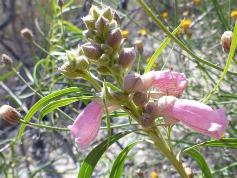 Buds and flowers - photos of Chilopsis Linearis, Bignoniaceae