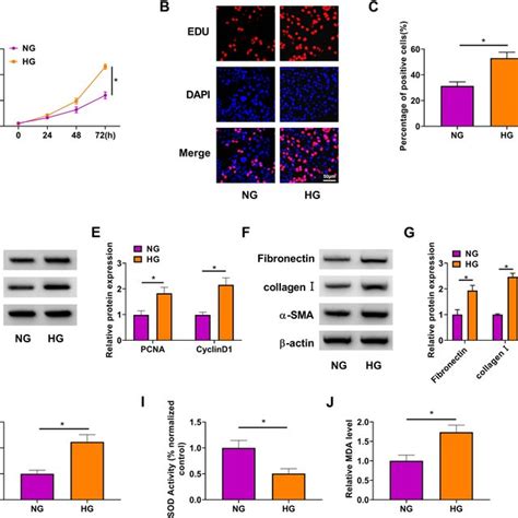 Hg Induced Hmc Proliferation Fibrosis And Oxidative Stress Hmc Was