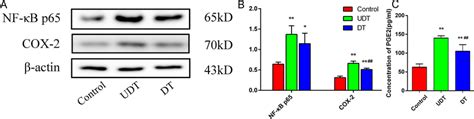 The Expression Of Nf B Cox Pge Signaling Pathway Was Upregulated