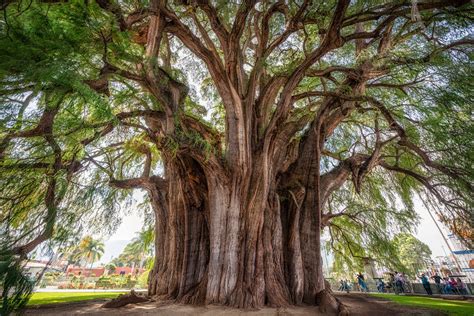 El Arbol Del Tule Pixamundo