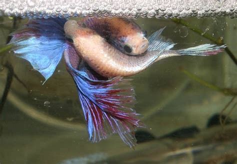 Large Aquariums Housing Male Bettas With Females Fish Care