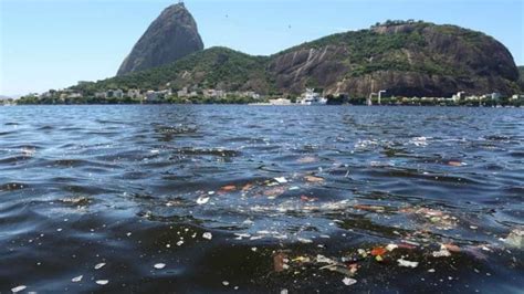 A Biodiversidade Da Ba A De Guanabara