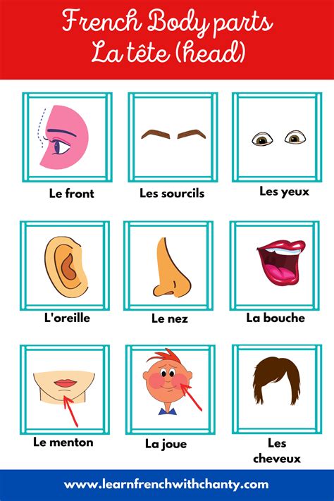 French printable flashcards body parts bilingual education instant ...