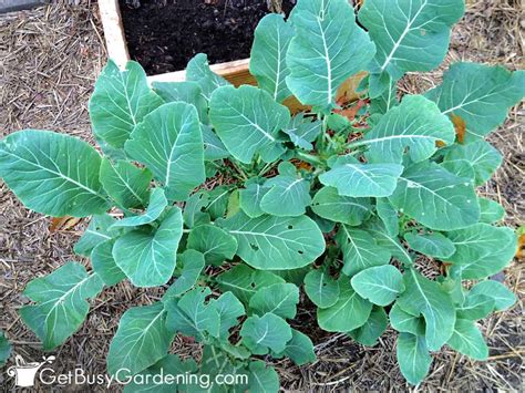 Growing Broccoli The Complete How To Guide Get Busy Gardening