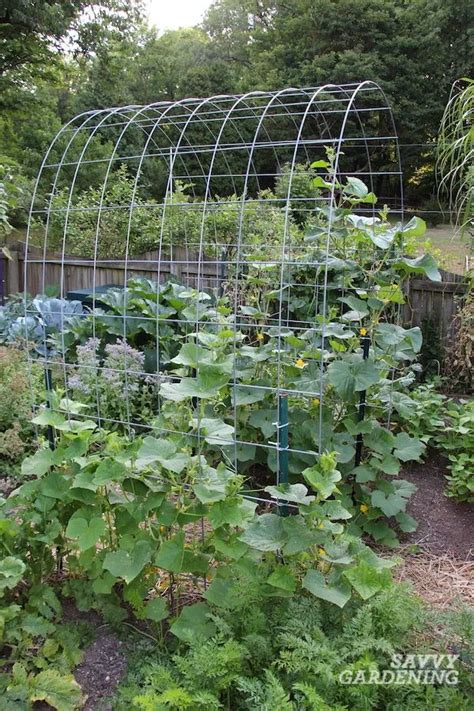 Cattle Panel Trellis How To Build A Diy Vegetable Garden Arch Diy