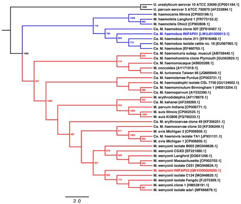 Microorganisms Free Full Text An Update Of Bovine Hemoplasmas Based