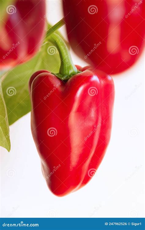 Red Peppers On The Plant Stock Photo Image Of Grown 247962526