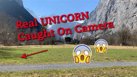 Unicorn Pictures Real Life | Bruin Blog