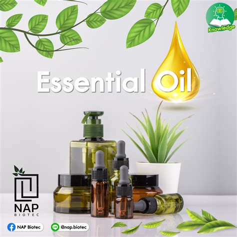 Essential Oil หรือ น้ำมันหอมระเหย Nap Biotec Co Ltd