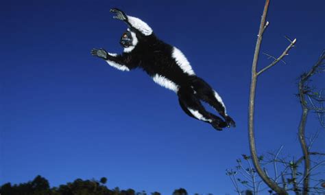 Eleven Leaping Lemur Facts | Blog Posts | WWF