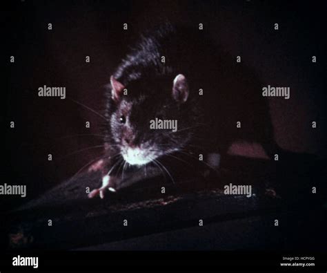 Ben Ben 1972 Stock Photo Alamy