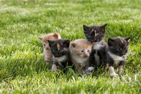 Bunch Of Kittens Stock Image Image Of Cute Together 40440855