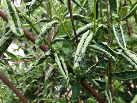 Eingerollte Bl Tter Gartenjasmin Hausgarten Net