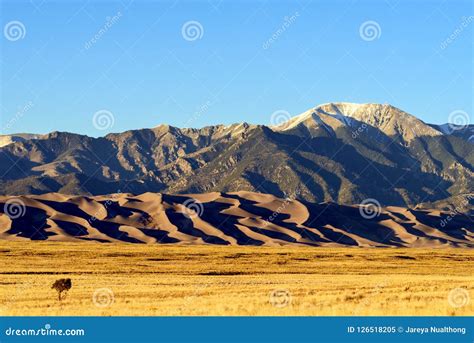 Sunrise With Blue Skies At Great Sand Dunes National Park Colorado Usa