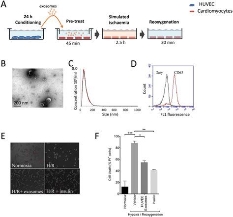 Huvec Release Cardioprotective Exosomes A Experimental Protocol In