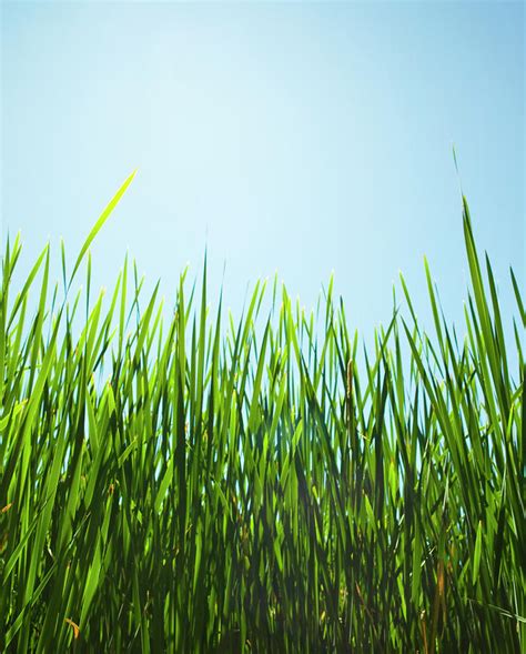 Tall Green Grass By Jp Greenwood