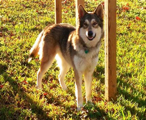 friend  dog  wolf  awesome aww