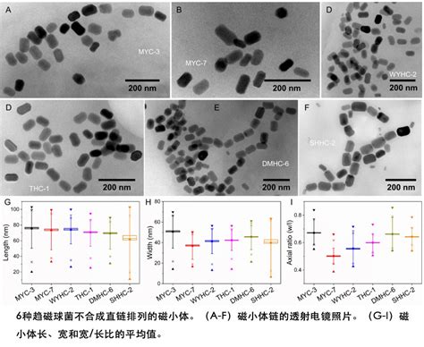 李金华团队最新研究：趋磁细菌生物与矿物多样性鉴定 古地磁与年代学实验室网站