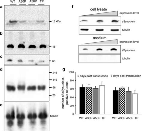 Secretion of overexpressed αSynuclein from primary cortical neurons