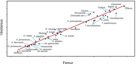 The graphic shows the relationship between the length of the femur ...