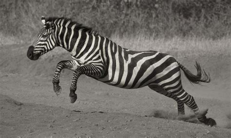 Save your stripes, here are 50 impressive zebra pictures