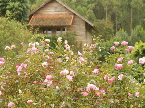 Kebun Mawar Situhapa Hotel In Garut See 2023 Prices