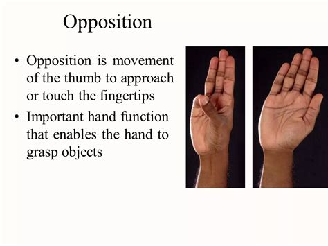 Terminology Of Movement In Anatomy Flexion Extension Hyperextension