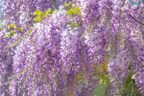 5月31日誕生花を工作藤 フジ 花言葉 描き方 折り紙で藤の花の吊るし飾り Wisteria flowers 窓辺に揺れる爽やかな