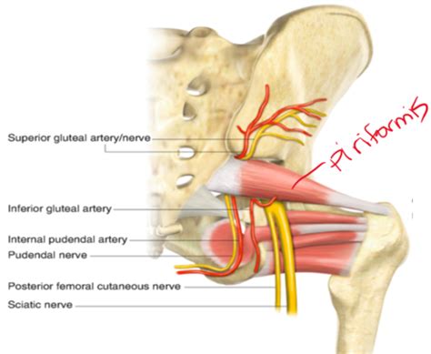 Content Of Greater Sciatic Foramen Flashcards Quizlet