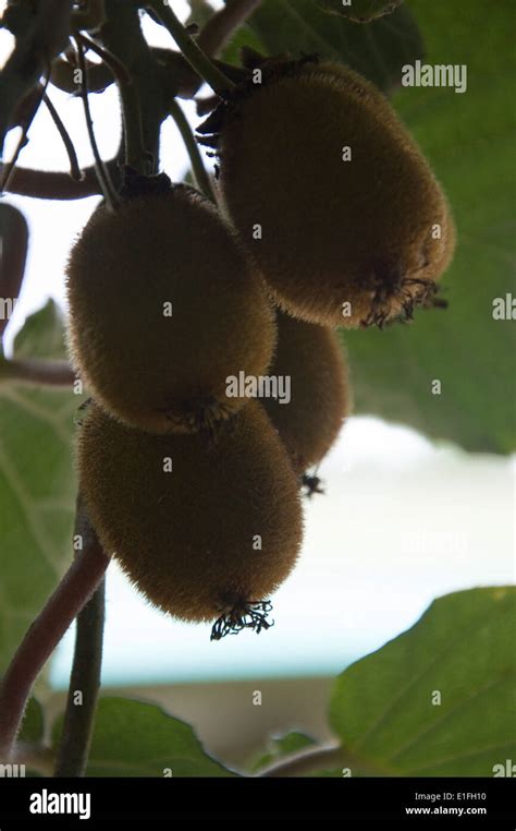 Kiwi Fruit Growing In New Zealand Stock Photo Alamy