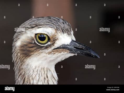 Bush Thick Knee Burhinus Grallarius Close Up Of Adult Head North