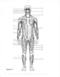 Anatomy Chap 6 The Muscular System Diagram Quizlet