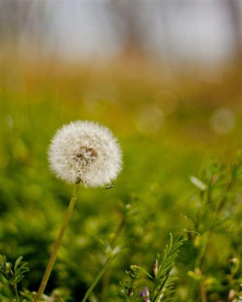 Free Images Nature Field Lawn Meadow Dandelion Prairie Spring