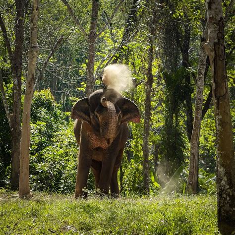 Ethical Elephant Sanctuaries In Thailand Discovering Phuket