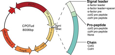 Construction Scheme Of Plasmids For Recombinant Expression Of