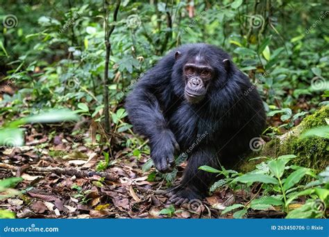 Adult Chimpanzee Pan Troglodytes In The Tropical Rainforest Of Kibale