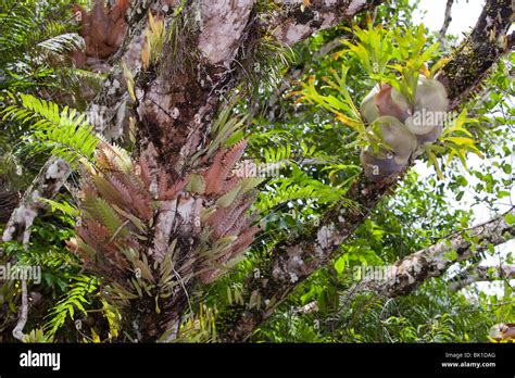 Epiphytic ferns in the Daintree Rainforest, Queensland, Australia Stock ...