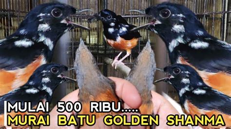 AMBRUK PARAH HARGA MURAI BATU GOLDEN SANMA DEWASA MULAI 500 RIBU DI