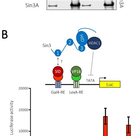 Identification Of A Conserved Sin3 Interaction Domain SID In Tet1 And