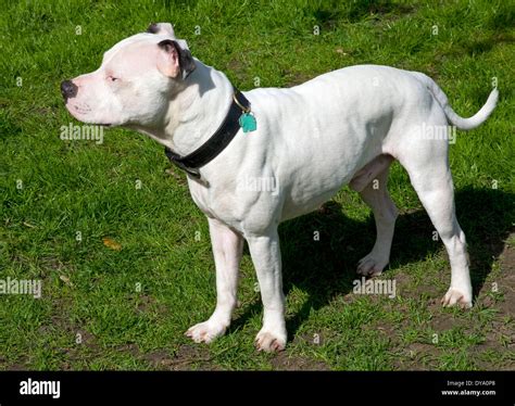 Young Male Staffordshire Bull Terrier Stock Photo Alamy